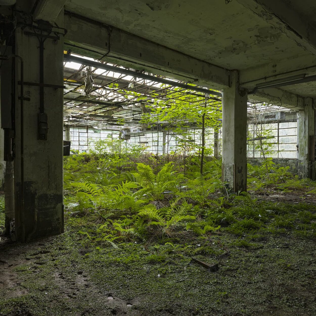 urbex-exploration-italie-nature-flore-usine